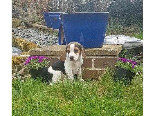 Πανέμορφα κουτάβια Beagle.